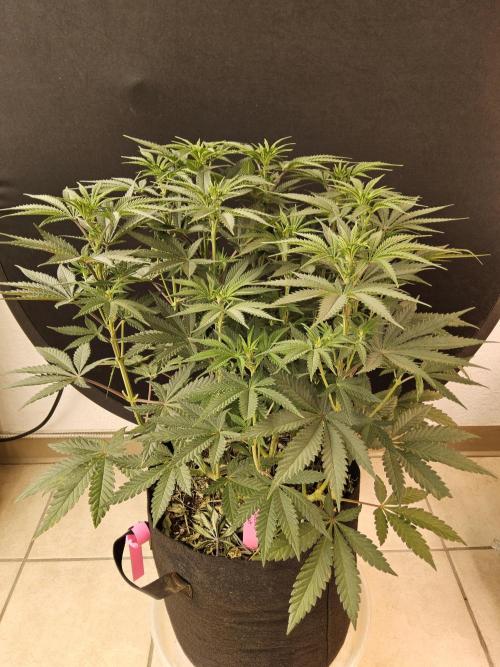 Freaky Cheese. Week 9