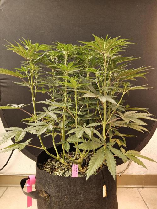 Freaky Cheese. Week 9