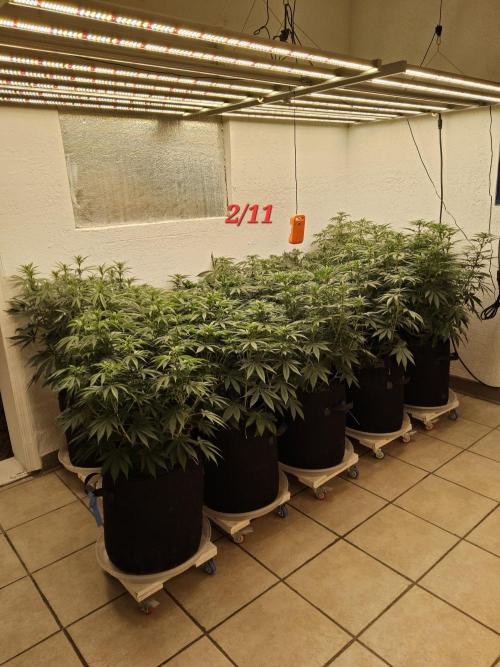 Freaky Cheese. Week 9