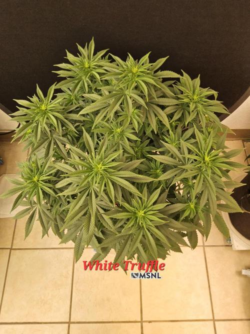 The Truffle of MSNL. Week 8