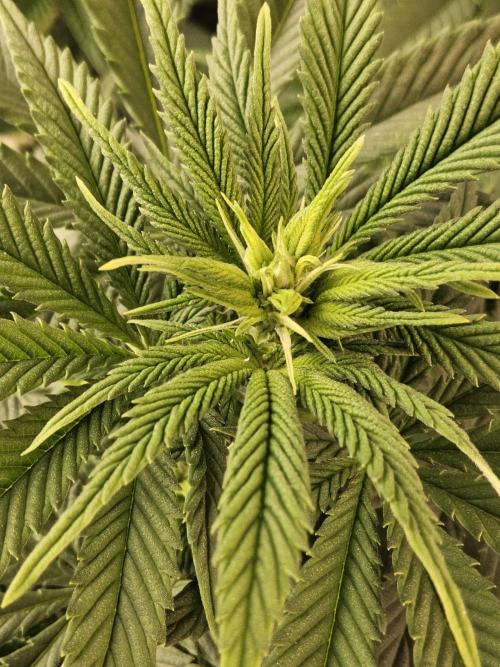 The Truffle of MSNL. Week 8