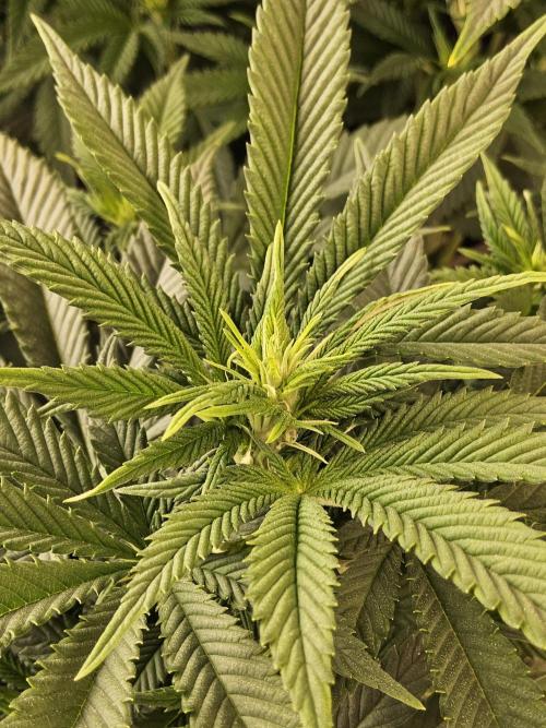 The Truffle of MSNL. Week 8