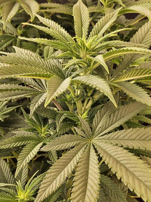 The Truffle of MSNL. Week 8