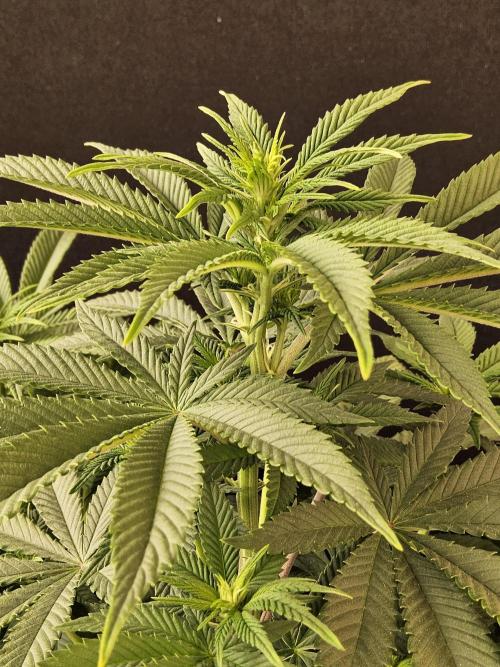 The Truffle of MSNL. Week 8