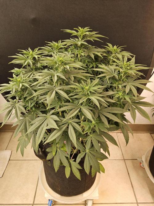 The Truffle of MSNL. Week 8