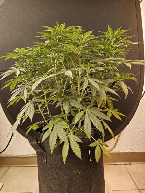 The Truffle of MSNL. Week 8