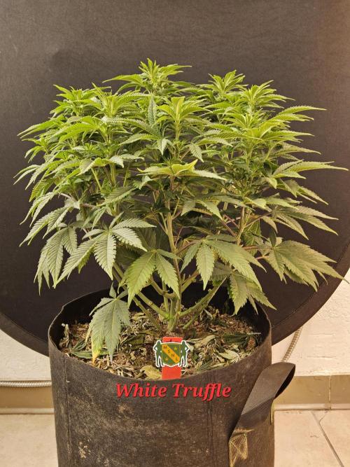 The Truffle of MSNL. Week 8