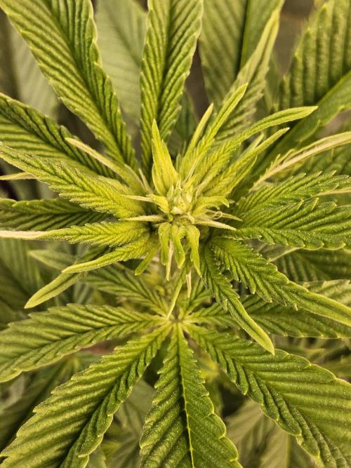 The Truffle of MSNL. Week 8