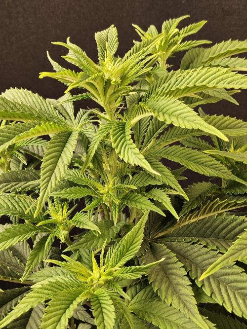 The Truffle of MSNL. Week 8