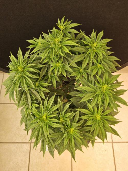 The Truffle of MSNL. Week 8