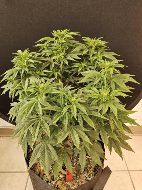 The Truffle of MSNL. Week 8