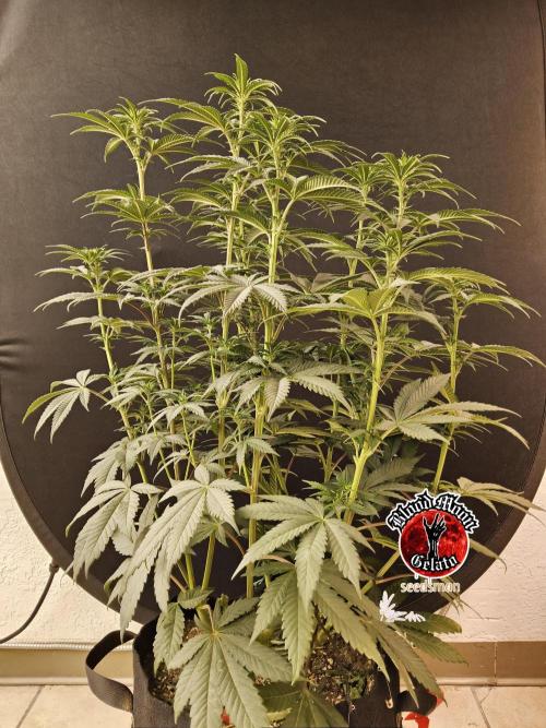 Seedsman Blood. Week 9