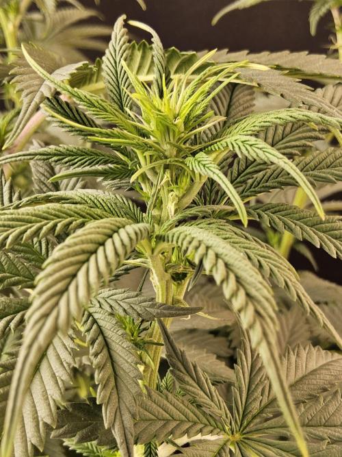 Seedsman Blood. Week 9