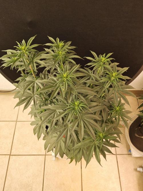 Seedsman Blood. Week 9