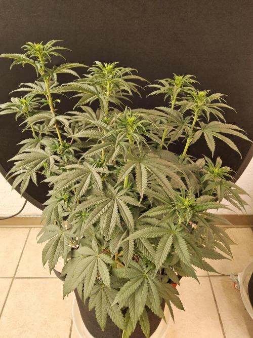 Seedsman Blood. Week 9