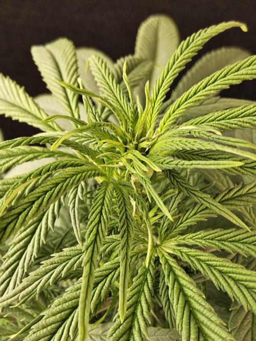 Grape Glacier. Week 8