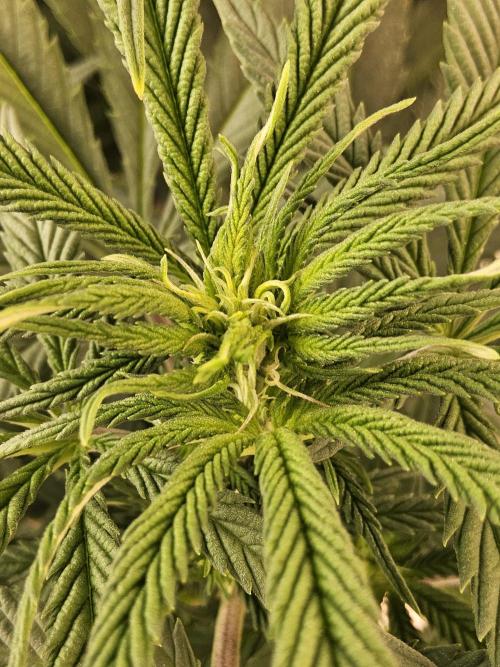 Grape Glacier. Week 8