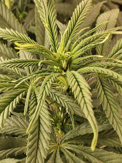 Grape Glacier. Week 8