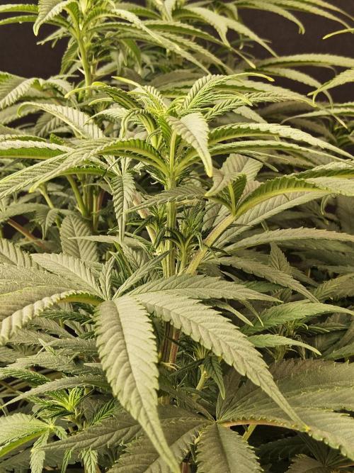 Grape Glacier. Week 8