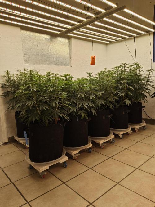 Grape Glacier. Week 8