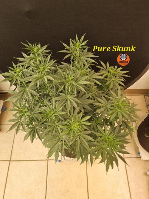 Pure go fast. Week 8