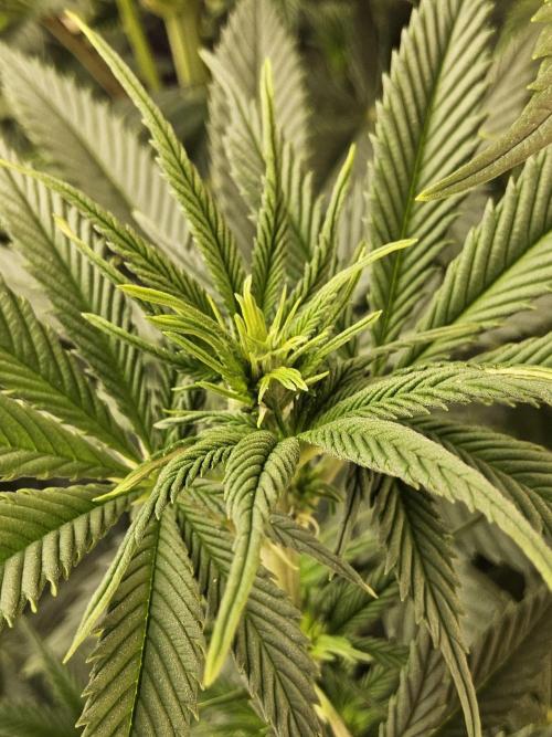 Pure go fast. Week 8