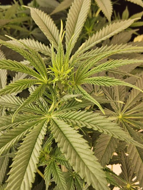 Pure go fast. Week 8