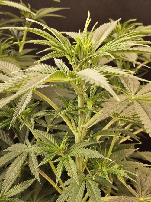 Pure go fast. Week 8