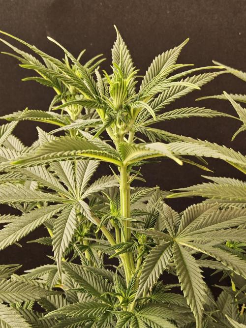 Pure go fast. Week 8