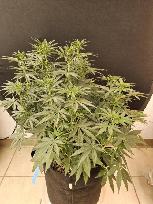 Pure go fast. Week 8