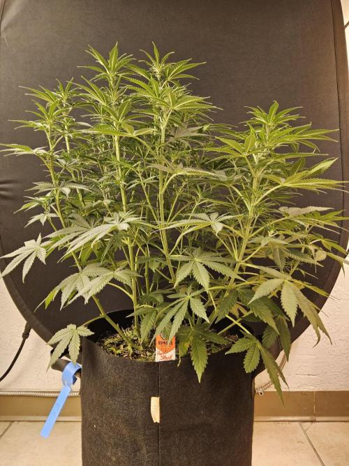 Pure go fast. Week 8