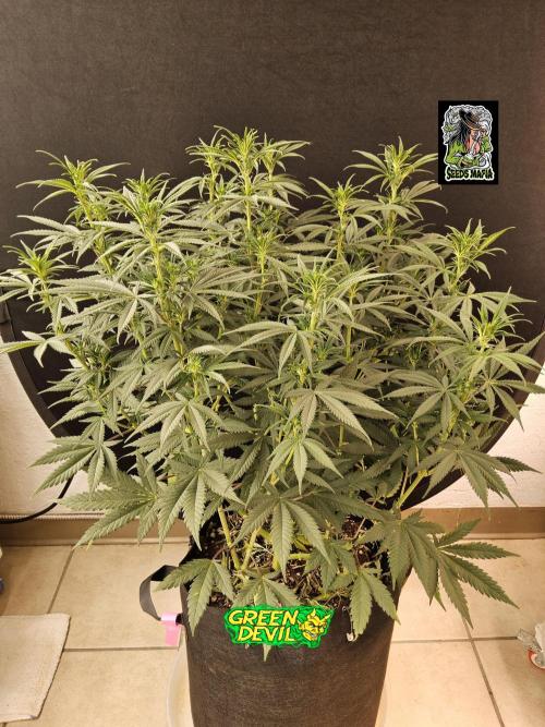 Mafia Devil. Week 9