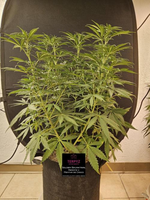 Freaky Skunk. Week 9