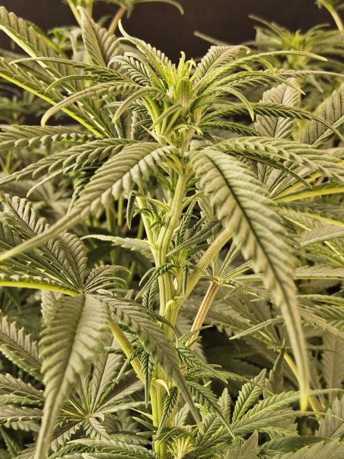 Freaky Skunk. Week 9