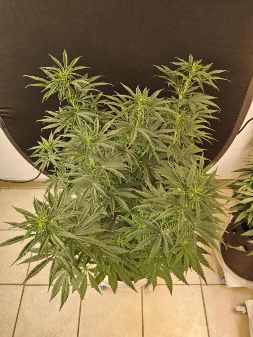 Freaky Skunk. Week 9