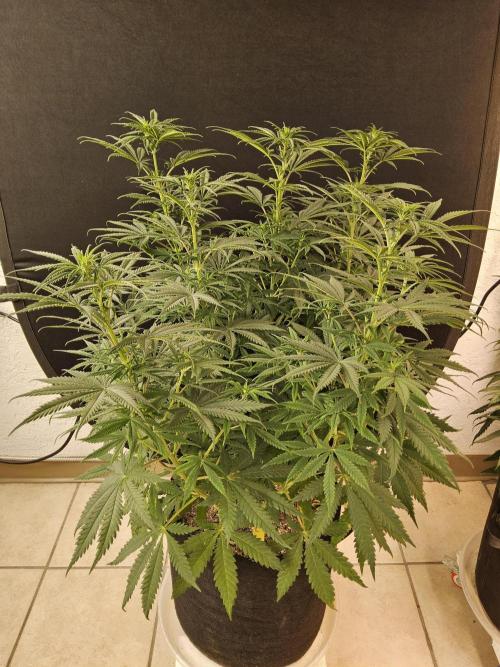 Freaky Skunk. Week 9