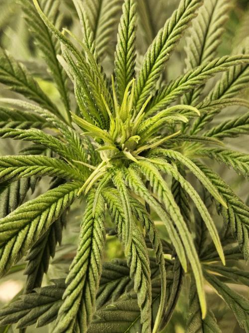 Freaky Skunk. Week 9