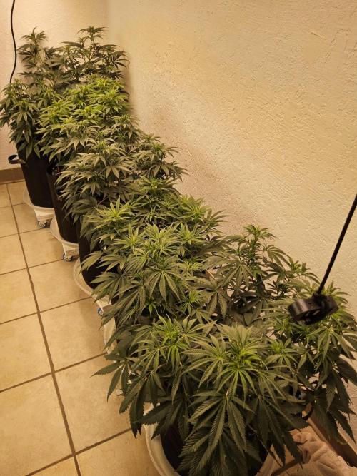 Freaky Skunk. Week 9