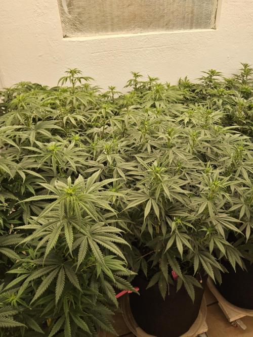 Freaky Skunk. Week 9