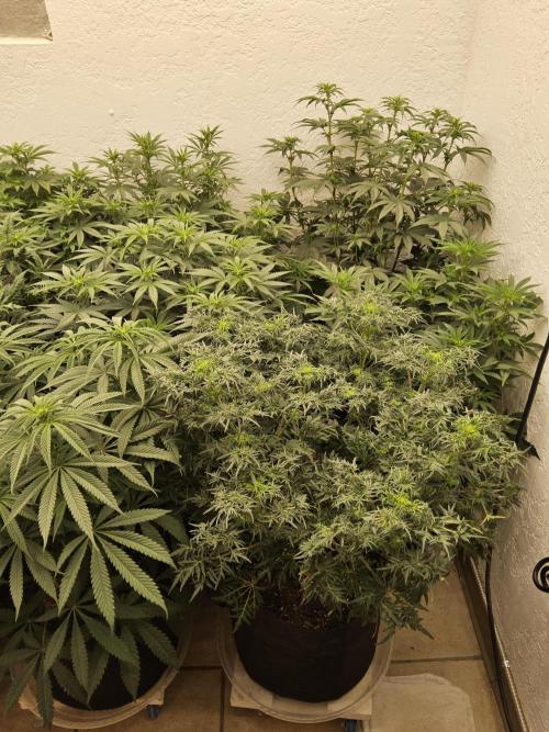 Freaky Skunk. Week 9