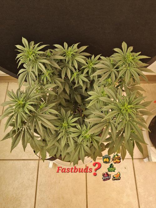 Fast Mystery. Week 9