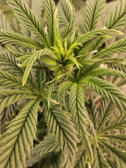 Fast Mystery. Week 9
