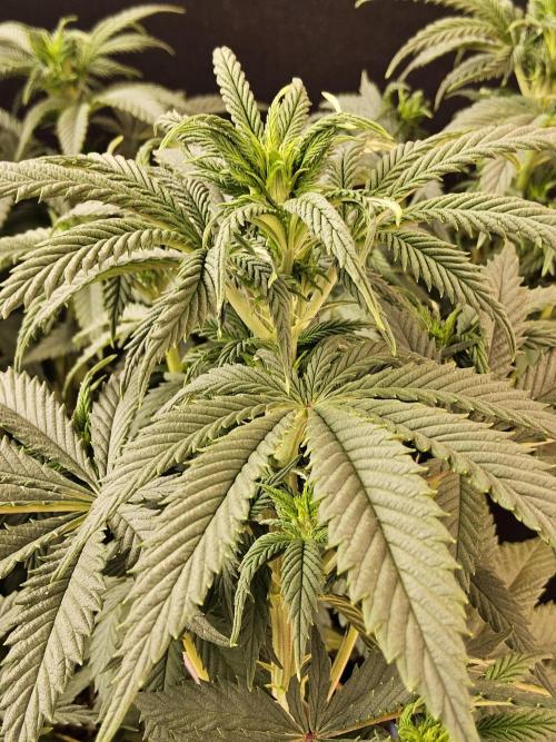 Fast Mystery. Week 9