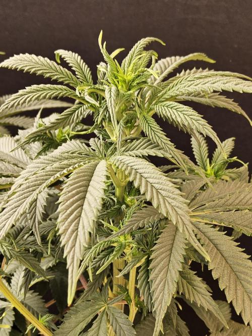 Fast Mystery. Week 9