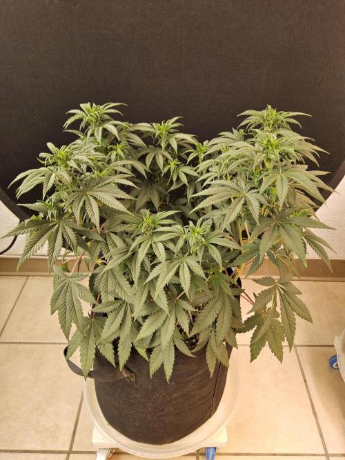 Fast Mystery. Week 9