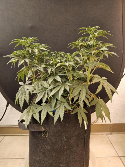 Fast Mystery. Week 9