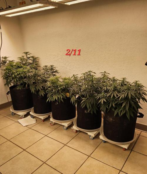 Fast Mystery. Week 9