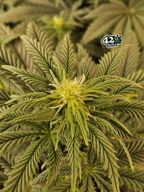 Fast Mystery. Week 10