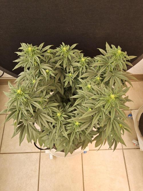 Fast Mystery. Week 10