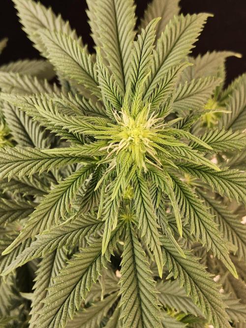 Fast Mystery. Week 10